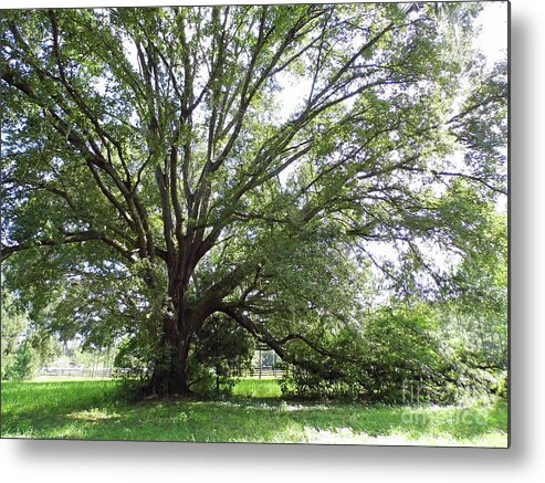 Oak Metal Print featuring the photograph Branching Out by D Hackett