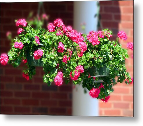 Geranium Metal Print featuring the photograph Brite Pinks by Vicky Edgerly