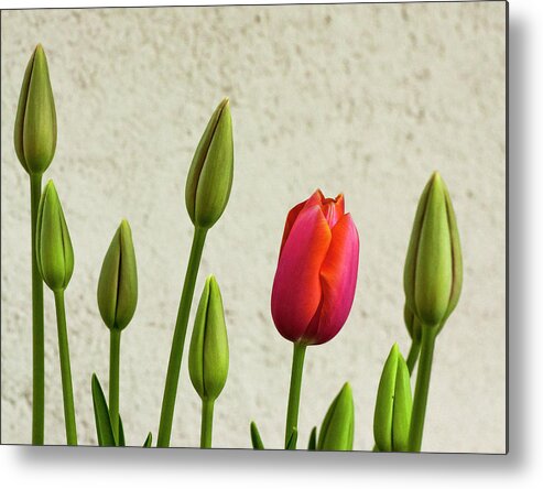 Flowers Metal Print featuring the photograph Budding Out by Ginger Stein