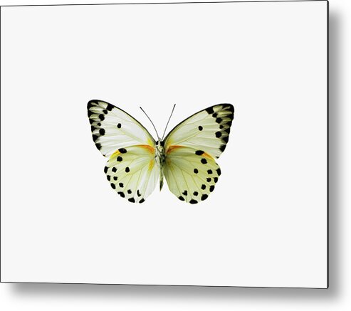 White Background Metal Print featuring the photograph Butterfly by David Arky