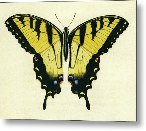 Entomology Metal Print featuring the mixed media Butterfly by Unknown