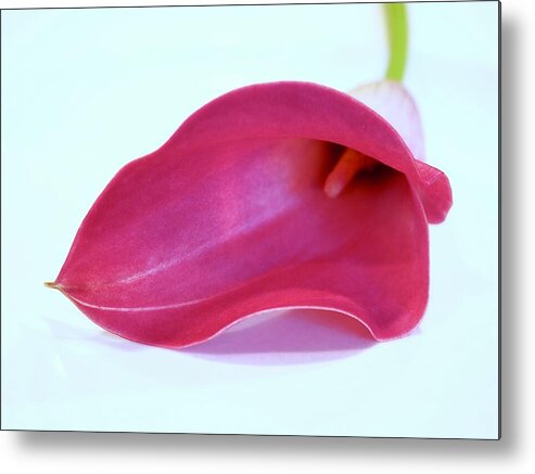 Calla Lily Metal Print featuring the photograph Calla Lily For Ed Baynard by Alida M Haslett