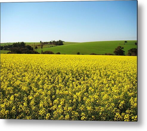 Scenics Metal Print featuring the photograph Canola Field by Débora Faoro