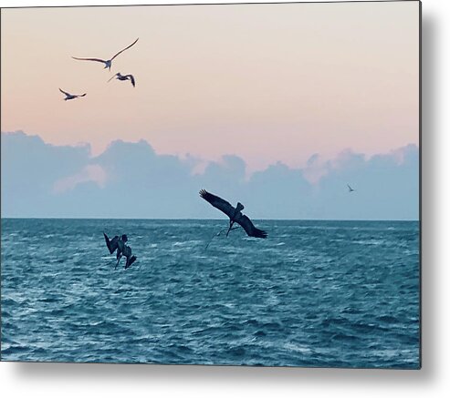 Birds Metal Print featuring the photograph Captiva Island Sunset Seagulls Feast 4 by Shelly Tschupp