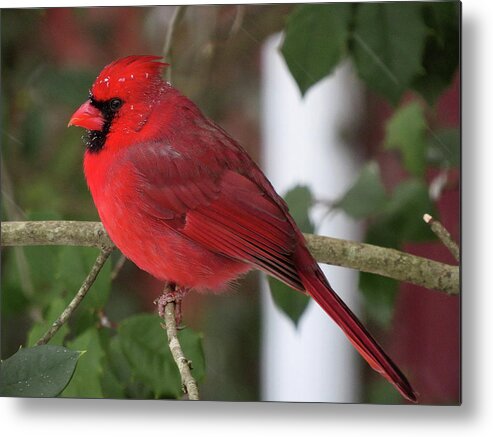 Cardinal Metal Print featuring the photograph Cardinal in Winter by Linda Stern