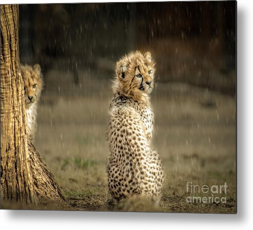 Animals Metal Print featuring the photograph Cheetah Cubs and Rain 0168 by Donald Brown