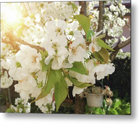 Flowerbed Metal Print featuring the photograph Cherry Tree With Blossom by Franckreporter