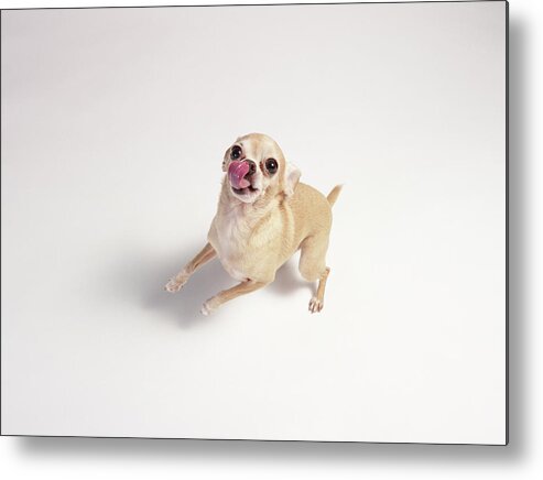 Pets Metal Print featuring the photograph Chihuahua Licking With Standing Up by Stilllifephotographer