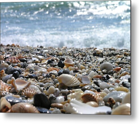 Animal Shell Metal Print featuring the photograph Close Up From A Beach by Romeo Reidl