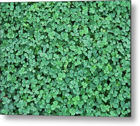 Outdoors Metal Print featuring the photograph Clover Field by Daniela Duncan