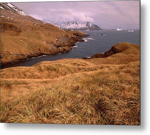 Tussock Metal Print featuring the photograph Coastline, Icebergs, South Georgia by Harald Sund
