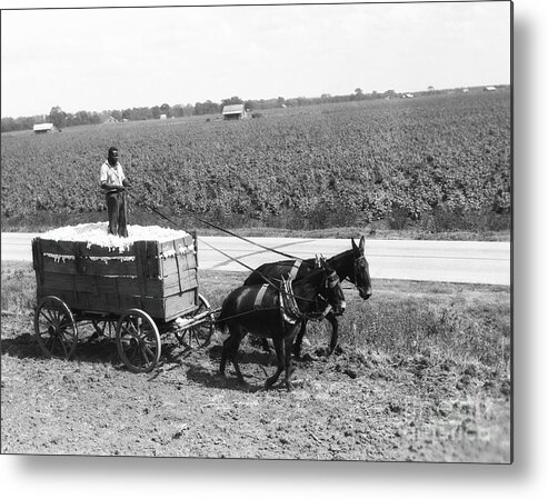 Sharecropper Metal Print featuring the photograph Cotton Farmer by H. Armstrong Roberts