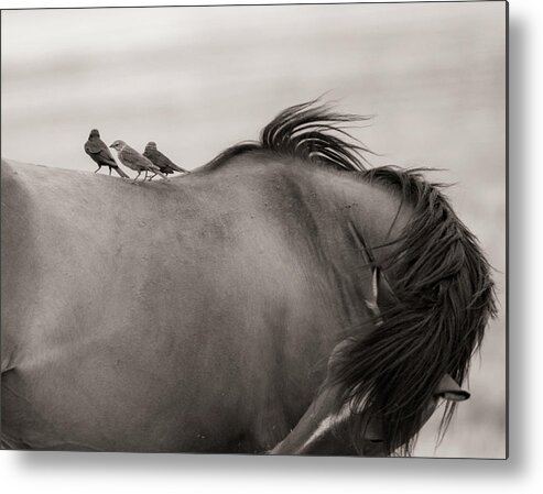  Metal Print featuring the photograph Cowbirds on horseback by Dirk Johnson