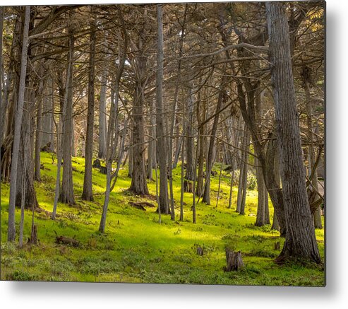 Forest Metal Print featuring the photograph Cypress Grove by Derek Dean