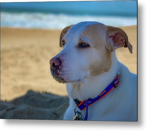 Dog Metal Print featuring the photograph Daydreaming Dog on the Beach by Lora J Wilson