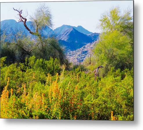 Arizona Metal Print featuring the photograph Deep Desert Valley in a Sonoran Desert Spring by Judy Kennedy