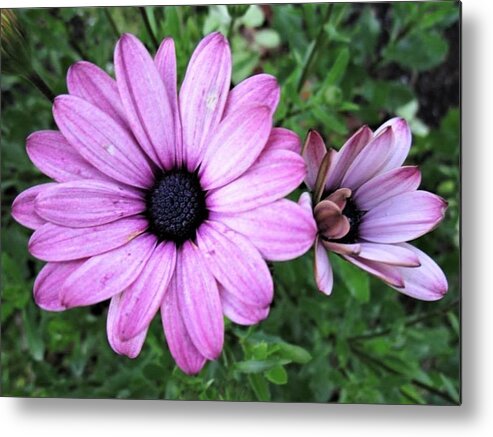 Stareye Metal Print featuring the photograph Dirty Pink by Rosita Larsson