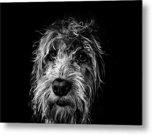 Cute Metal Print featuring the photograph Dog Face by Kemal Hay?t