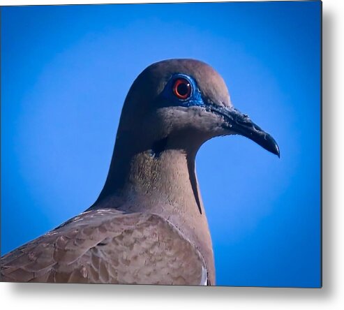 Arizona Metal Print featuring the photograph Don't It Make My Brown Eyes Blue by Judy Kennedy