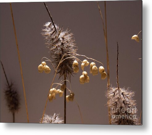 Weeds Metal Print featuring the photograph Dormant Plant Jungle by Christy Garavetto