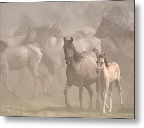 Pony Metal Print featuring the photograph Dusty! by Martin Groth
