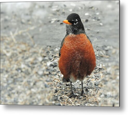American Robin Metal Print featuring the photograph Early Robin by Eunice Miller