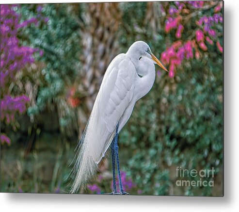 Egret Metal Print featuring the photograph Egret among Flowers by Judy Kay