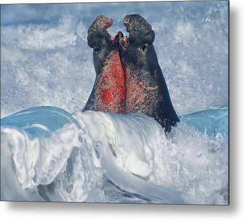 00586413 Metal Print featuring the photograph Elephant Seal Bulls Fighting In Surf, Piedras Blancas, California by Tim Fitzharris