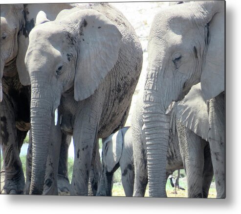  Metal Print featuring the photograph Elephants by Eric Pengelly
