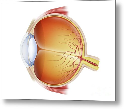Eye Metal Print featuring the photograph Eye Anatomy by Maurizio De Angelis/science Photo Library