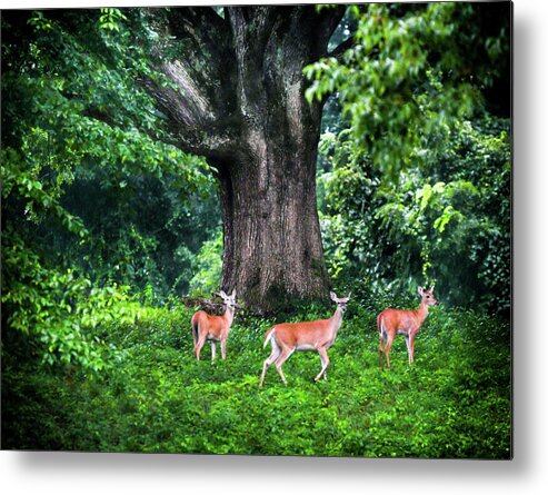 Deer Metal Print featuring the photograph Fairy Tale Forest by Karen Wiles