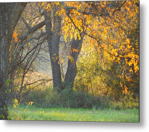 Fall Metal Print featuring the photograph Fall Comes To The Pecan Bottom by Virginia White