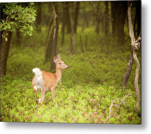 Scenics Metal Print featuring the photograph Female Deer In The Forest by Alex Potemkin