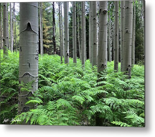 Arizona Metal Print featuring the photograph Ferns in an Aspen Grove by Jeff Goulden