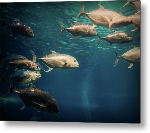 Underwater Metal Print featuring the photograph Fishes by Mark Connellan