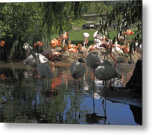 Wildlife Metal Print featuring the photograph Flamingos on the Pond by Richard Thomas