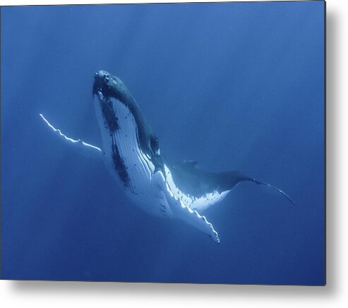Underwater Metal Print featuring the photograph Floating Humpback Whale by Kerstin Meyer