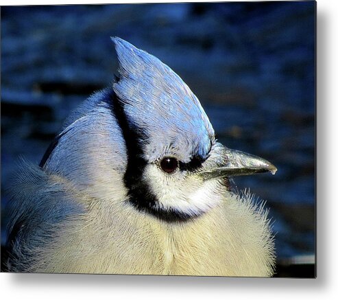 Blue Jay Metal Print featuring the photograph Fluffy Blue Jay Close Up with Icy Beak by Linda Stern