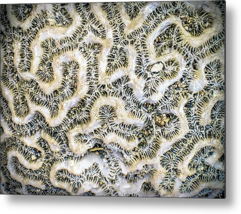 Coral Metal Print featuring the photograph Fossilized Brain Coral by Pheasant Run Gallery