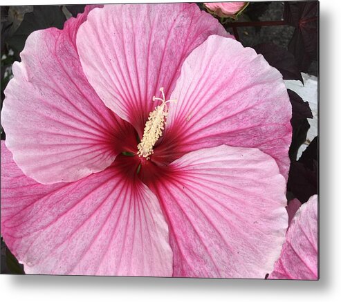 Hibiscus Metal Print featuring the photograph Fuschia Fantastic by Anjel B Hartwell