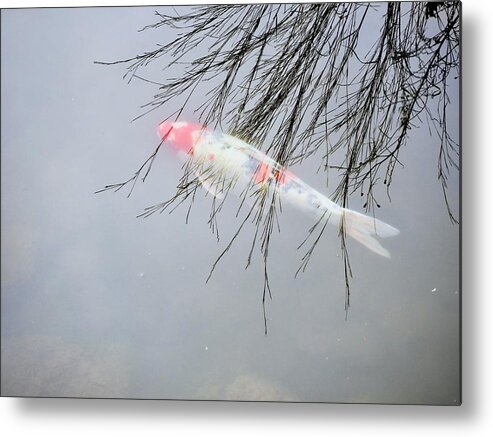 Koi Metal Print featuring the photograph Ghost Fish by Alida M Haslett