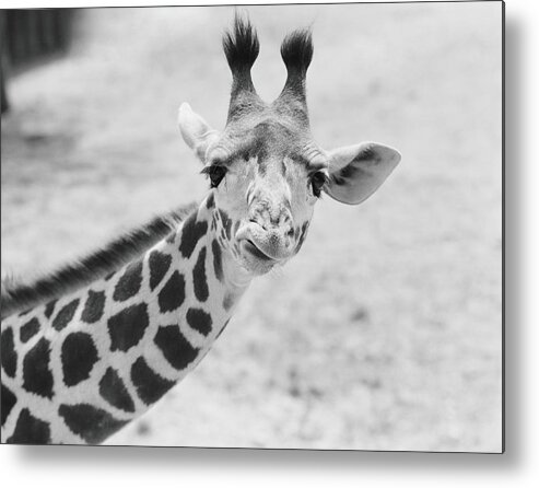 Animal Themes Metal Print featuring the photograph Giraffe by H. Armstrong Roberts