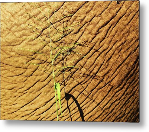 Texture Metal Print featuring the photograph Grass before and after by Fred Bailey