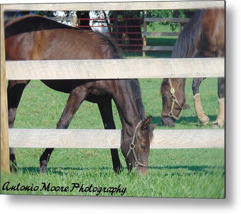 Horse Metal Print featuring the photograph Grazing Beauty by Antonio Moore
