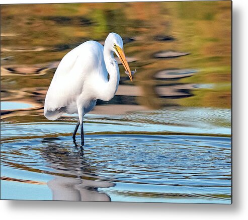 Great Egret Metal Print featuring the photograph Great Egret 1311-101519 by Tam Ryan