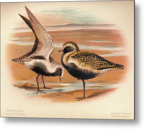 Plover Metal Print featuring the drawing Grey Plover Squatarola Helvetica by Print Collector