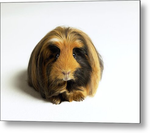 Pets Metal Print featuring the photograph Guinea Pig Against White Background by Michael Blann