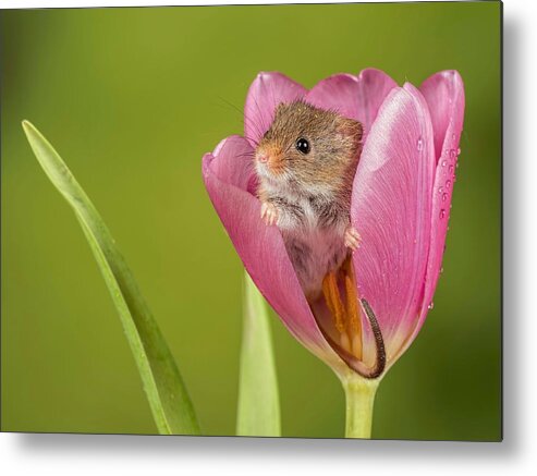 Animals Metal Print featuring the photograph Harvest Mouse Looking Out Of A Tulip by Peter Atkinson