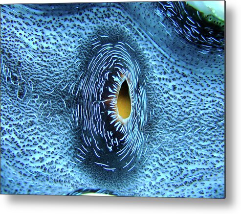 Underwater Metal Print featuring the photograph Heart Of Giant Clam by Dr Peter M Forster