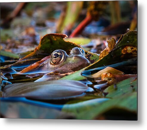 Frog Metal Print featuring the photograph Hello by Florentin Vinogradof